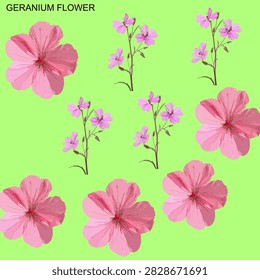 Beautiful pink geranium floral pattern isolated on light green background