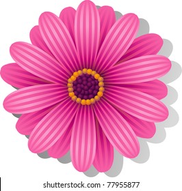 Beautiful pink Gerber Daisy