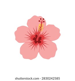 Beautiful Pink Hibiscus Flower Vector Illustration Isolated on White Background for Summer Design