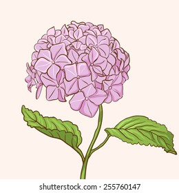 Beautiful pink hydrangea flowers. Decorative floral illustration