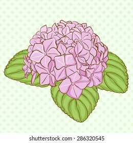 Beautiful pink hydrangea flowers. Decorative floral illustration