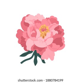 Hermosa ilustración plana vectorial de japón rosa. Planta en floración aislada en blanco. Flor de primavera romántica o de jardín de verano con brotes, tallos y hojas. Elemento de decoración florística botánica