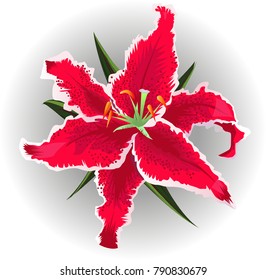 Beautiful pink lilies and leaves on a light background