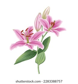 Beautiful pink lily flower painting