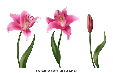 Beautiful pink lily flowers. Buds. Border. Isolated. Floral background. Bouquet. Green leaves. Set.