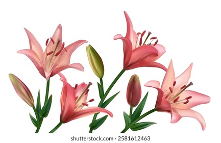 Beautiful pink lily flowers. Buds. Border. Isolated. Floral background. Bouquet. Green leaves. Set.