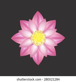 Beautiful pink lotus flower