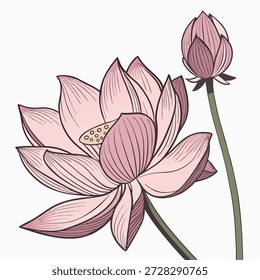 Hermosa Ilustración vectorial de flor de loto rosa con Formas lisas limpias y pétalos detallados. Diseño floral decorativo moderno en estilo de Vector plano y semi-realista. Aislado sobre un fondo blanco, sin texto, Vector totalmente editable. Perfecto para branding, packaging, arte de pared, diseños de wellness y proyectos gráficos creativos.