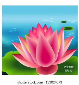 Beautiful pink lotus flower,water lily background,natural  background,vector