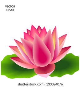 Beautiful pink lotus flower,water lily background,natural  background,vector