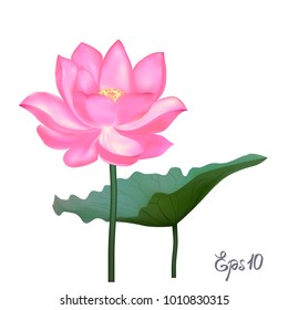 Beautiful pink Lotus. A beautiful realistic illustration of a lotus isolated on white background close up. Photo-realistic mesh vector illustration.