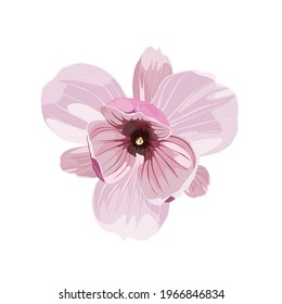 Beautiful pink magnolia flowers  on white background. 