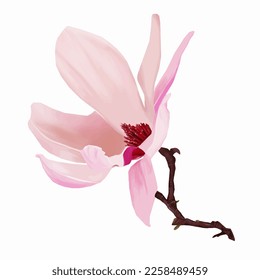 Beautiful pink magnolia. Flowers set with Magnolia flowers. Isolated elements with Magnolia flowers, brunches and leaves