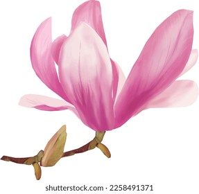 Beautiful pink magnolia. Flowers set with Magnolia flowers. Isolated elements with Magnolia flowers, brunches and leaves