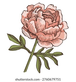 Beautiful pink peony flower in full bloom close up. Elegant floral background with soft petals for wedding invitation, spring greetings or romantic botanical wallpaper. Lush blooming peony isolated.
