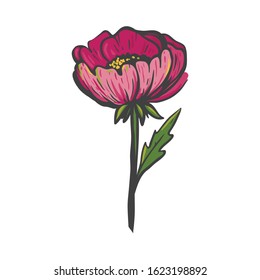 Beautiful pink peony isolated on white. Vector floral illustration.