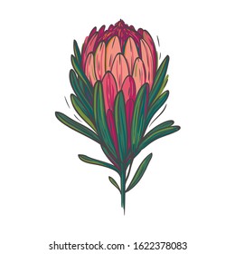 Beautiful pink protea isolated on white. Exotic pink flower vector illustration. 