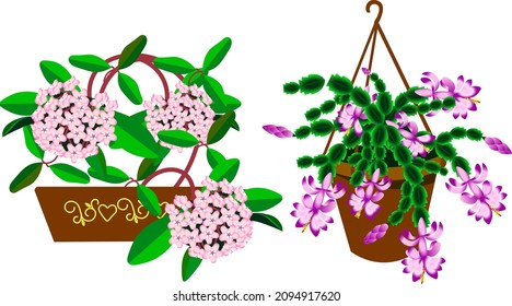 Hermosas flores rosadas y púrpura en macetas pusieron la ilustración vectorial de Schlumberger y Hoya Carnosa para madres día de fiesta de cumpleaños de San Valentín 8 marchas aisladas en fondo blanco