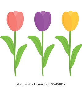 Beautiful pink, purple, and yellow tulip blossom flowers flat drawing icon clip art cartoon vector illustration isolated on transparent background