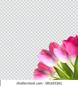 Beautiful Pink Realistic Tulip on Transparent Background Vector Illustration EPS10