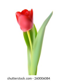 Beautiful Pink Realistic Tulip Vector Illustration EPS10 