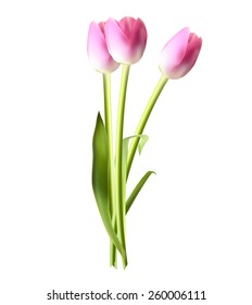 Beautiful Pink Realistic Tulip Vector Illustration EPS10 