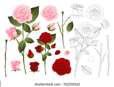 Beautiful Pink and Red Rose Outline - Rosa. Valentine Day. Vector Illustration. isolated on White Background.