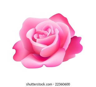 Beautiful pink rose