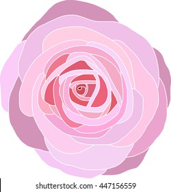 Beautiful Pink Rose