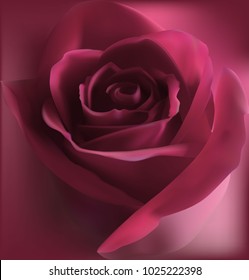 beautiful pink rose bud on a pink background