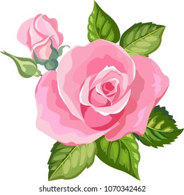 beautiful pink rose with bud.vector