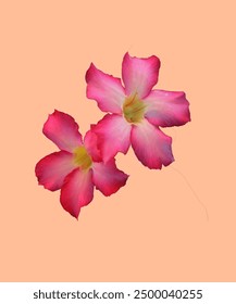 Beautiful pink rose flower isolated on peach background