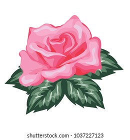 Beautiful Pink Rose Flower in Painting Vector Illustration.