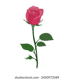 Beautiful pink rose flower with stem and leaves. Hand drawn vector illustration isolated on white background. Modern flat cartoon style.