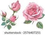 Beautiful pink rose flowers watercolor art