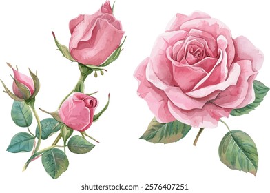 Beautiful pink rose flowers watercolor art