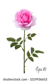 Beautiful pink rose Isolated on white background. Photo-realistic gradient mesh vector illustration.