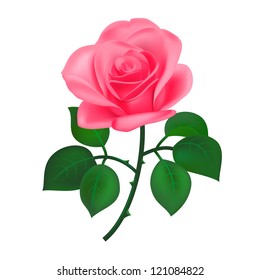 Beautiful pink rose, isolated on white