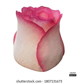 Beautiful pink rose isolated on white background.Pink roses blossom.vector illustrator.