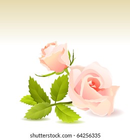 Beautiful pink rose isolated on white background