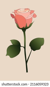 Beautiful pink rose on a beige background