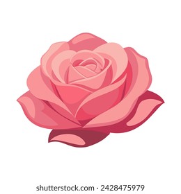 Beautiful pink rose on a white background. Vector illustration