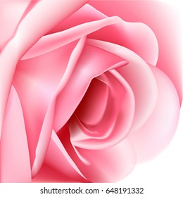 Beautiful pink rose on a white background. Vector illustration.