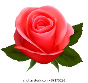 Beautiful pink rose on a white background. Vector illustration.