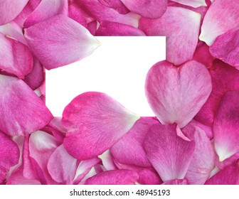 beautiful pink rose petals with white card for your message