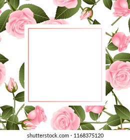 Beautiful Pink Rose - Rosa Banner Card. Valentine Day. Vector Illustration.