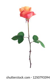 Beautiful Pink Rose Stems. Isolated on White Background. Vector Illustration. EPS10