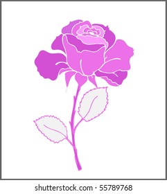 Beautiful pink rose, vector illustration