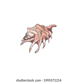 Beautiful pink shell on sea or ocean beach. Seashell of mollusk animal of marine wildlife. Vector color hand drawn sketch illustration.