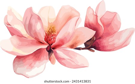 Beautiful pink spring magnolia flowers tree branch watercolor illustration isolated on white background with clipping path. Nature background with blossom branch